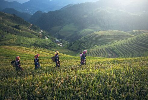 Farmers in a green field with mountains