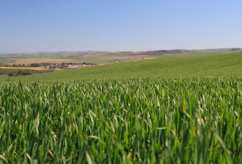 Field
