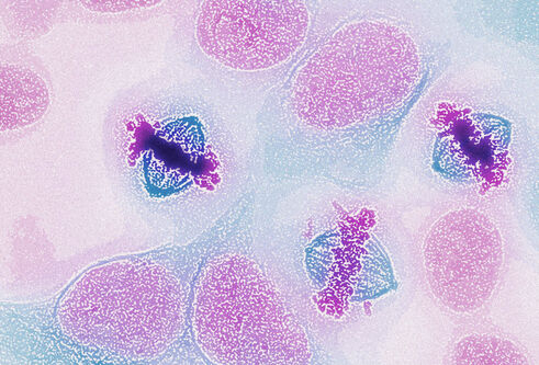 a microscope image of cells dividing