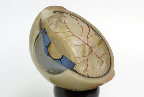 Model of eyeball