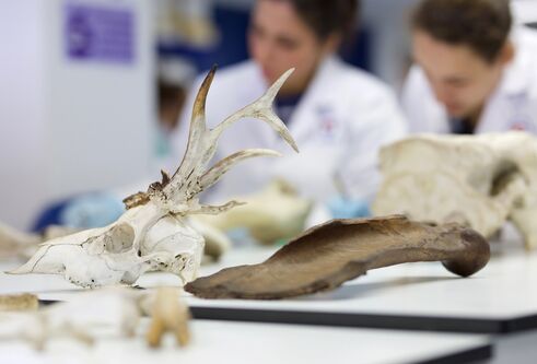 animal bones in a lab with students in the background