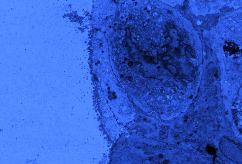 microscope image