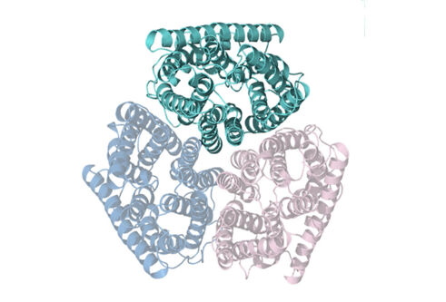 Graphic representation of overhead view of the Amt protein structure