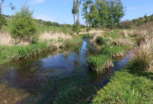 Grass surrounding river