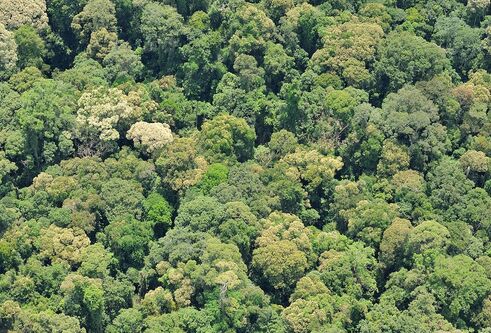 Aerial shot of Sabah Forest