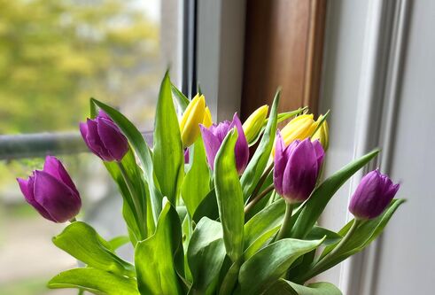 A vase of tulips on a windowsill