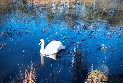 A swan floating on water