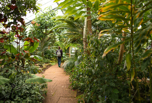 Person walking along path surrounded by exotic green plants