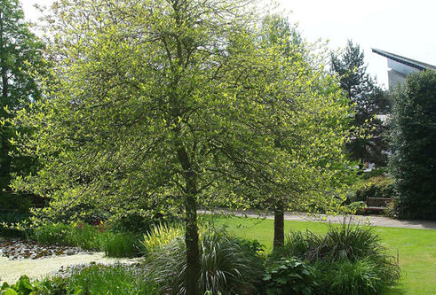 Tree in Botanic garden