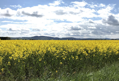 Field with yellow plants and a cloudy blue sky
