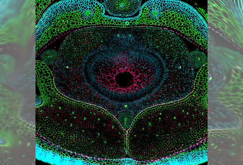 cross section of a barley flower, very close up