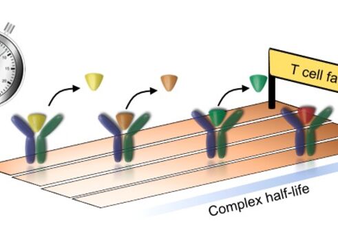 diagram showing t cells and their half life