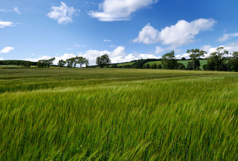 Barley field and fluffy clouds