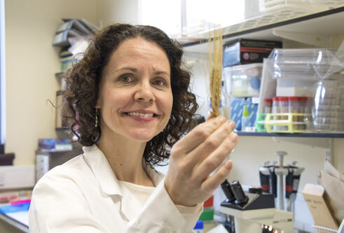 female scientist looking at  barley in lab environment
