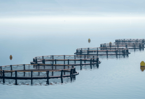four circular structures used to catch fish sitting on a body of still, silver water