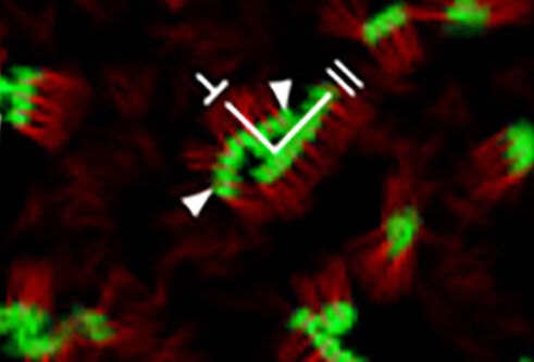 cell membrane under microscope