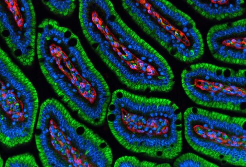 magnified image of oval shaped cells