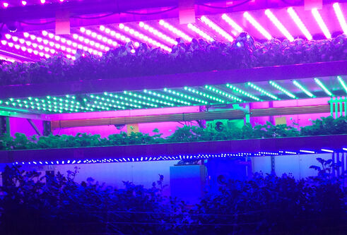 plants growing under pink and blue light