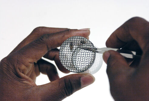 Scientist examining insect