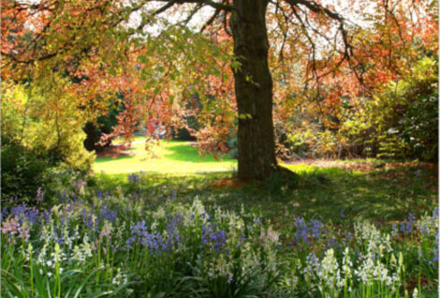 A tree surrounded by flowers