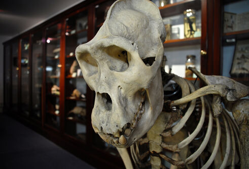 Skeleton of animal in a museum