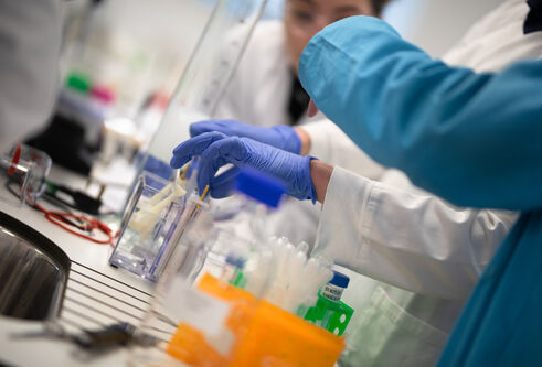 Image of researchers' hands working in lab