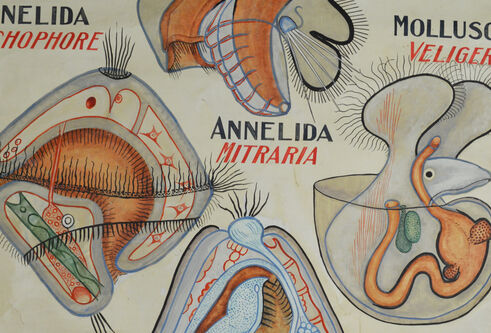 Detail from a teaching chart of marine larvae
