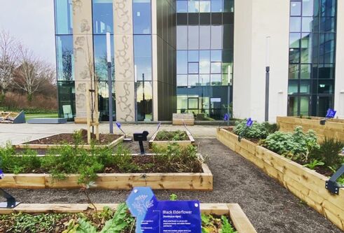 Growing Strong Roots – The WeeCAIR Medicinal Garden