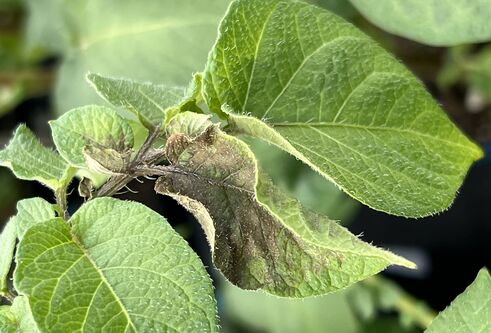Discolouration on a potato plant leaf.