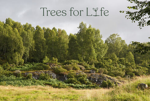 Pic of Dundreggan Forest