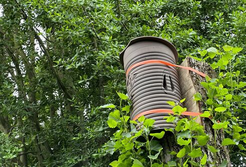 3D-printed log hive secured on a tree at the university of dundee botanic garden