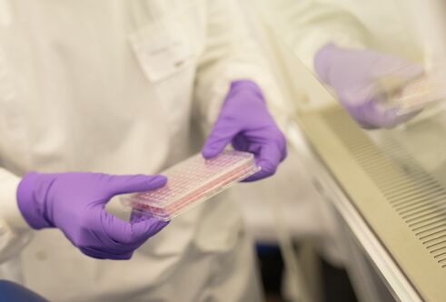 A person in a white lab coat and purple gloves holds a plate relevant to cell culture - only their hands are in shot