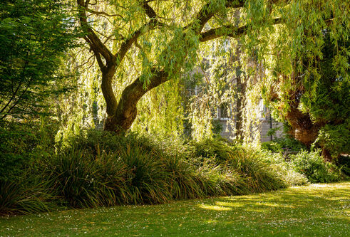 Trees and green space on City Campus