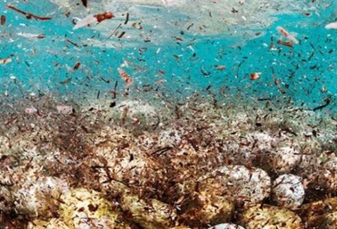 arctic plastic floating microplastics