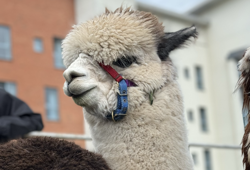 A white alpaca