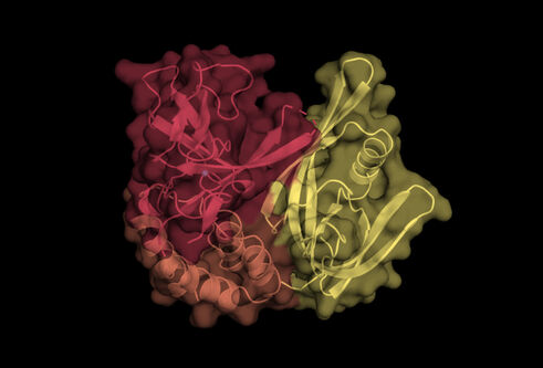 An image of the CRBNmidi protein, the protein appears as abstract ribbons in a bundle, with red colouring on one side and yellow on the other.
