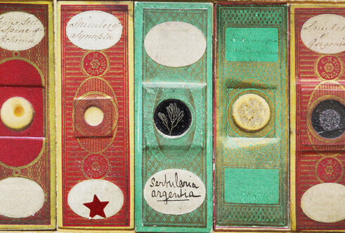 microscope slides