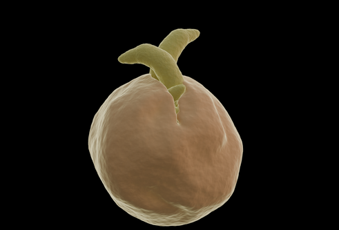 An artist's rendering showing Cryptosporidium parasites, in yellow, hatching out of an orange shell on a black background.