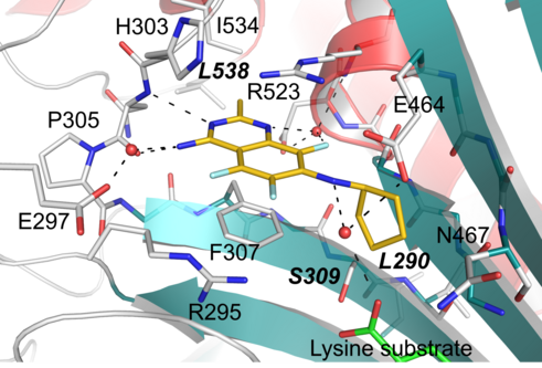 Schematic showing the crystal structure of TcCpKRS1 with DMU371 (yellow) bound to the active site in the presence of lysine substrate (green). Water molecules are indicated in red, and hydrogen bonding interactions formed with water molecules are represented as black dashed lines. Key residues are labeled using CpKRS1 numbering.