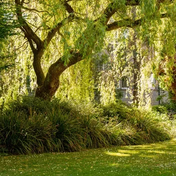 Trees and green space on City Campus
