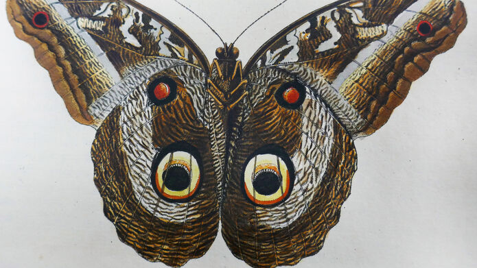 a butterfly