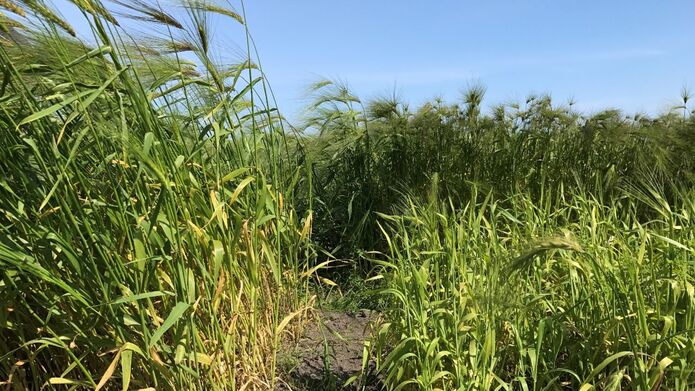 Field of wheat