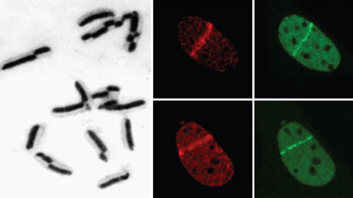 Cells under a microscope