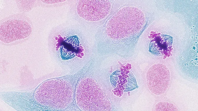 a microscope image of cells dividing
