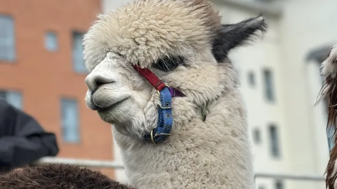 A white alpaca
