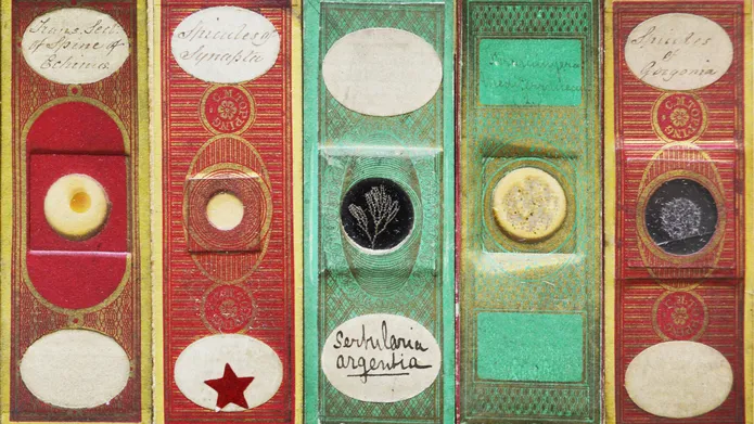 microscope slides