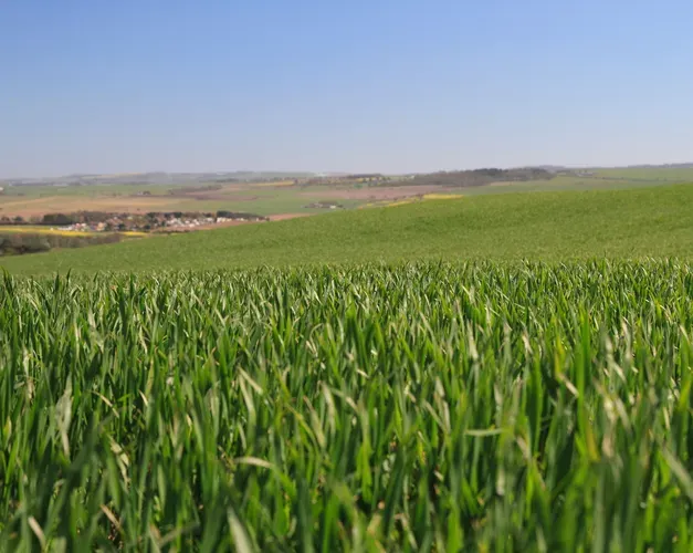 Field