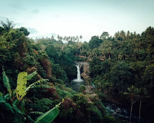 Rainforest
