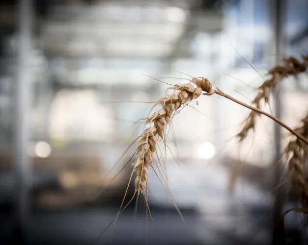 barley close-up