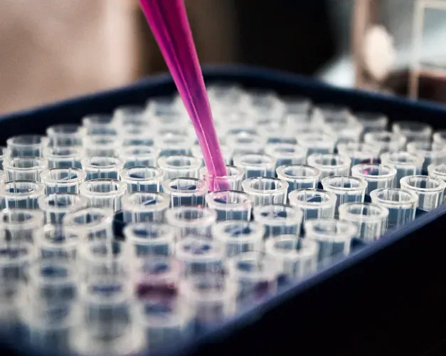 Pipette filed with pink liquid going into a tray of containers